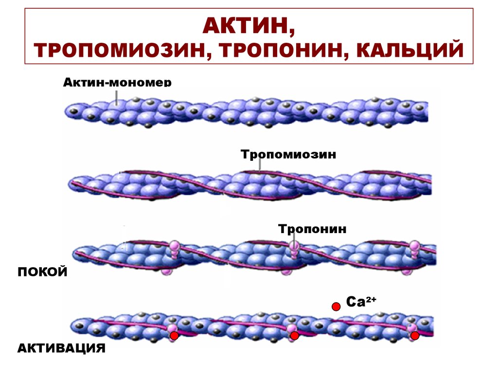 Актин входит в состав. Актин и миозин структура белка. Актин белок структура. Структура актина и миозина. Схема тропонин тропомиозин.