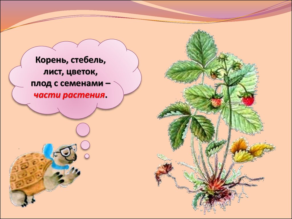 Стебель лист цветок плод. Цветок лист и плод. Корень стебель лист. Стебель корень. Что общего у разных растений.