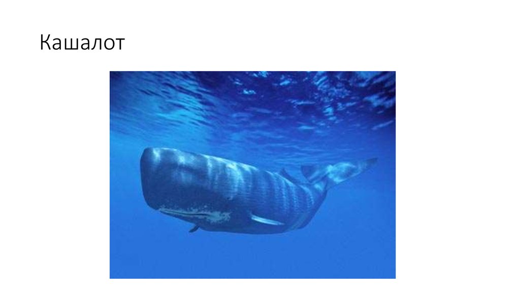 Кашалот
