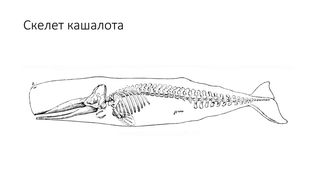 Скелет кашалота