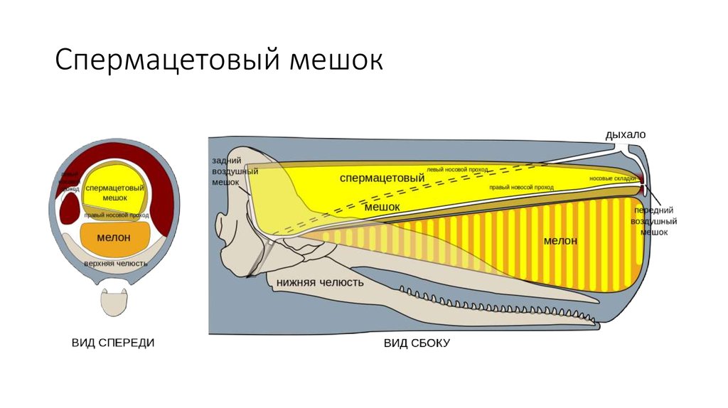 Спермацетовый мешок