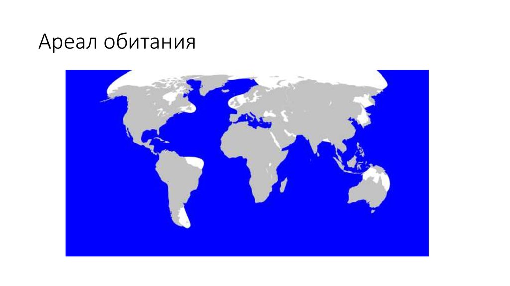 Дельфин ареал обитания. Ареал обитания скатов. Ареал касатки. Ареал обитания касаток. Дельфины ареал обитания.