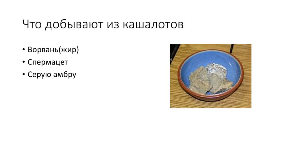 Что добывают из кашалотов