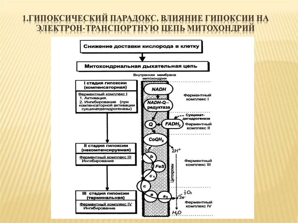 Гипоксия этиология патогенез. Гипоксия биохимия механизм. Механизм действия гипоксии. Механизмы долговременной адаптации к гипоксии патофизиология. Механизм развития гипоксии.