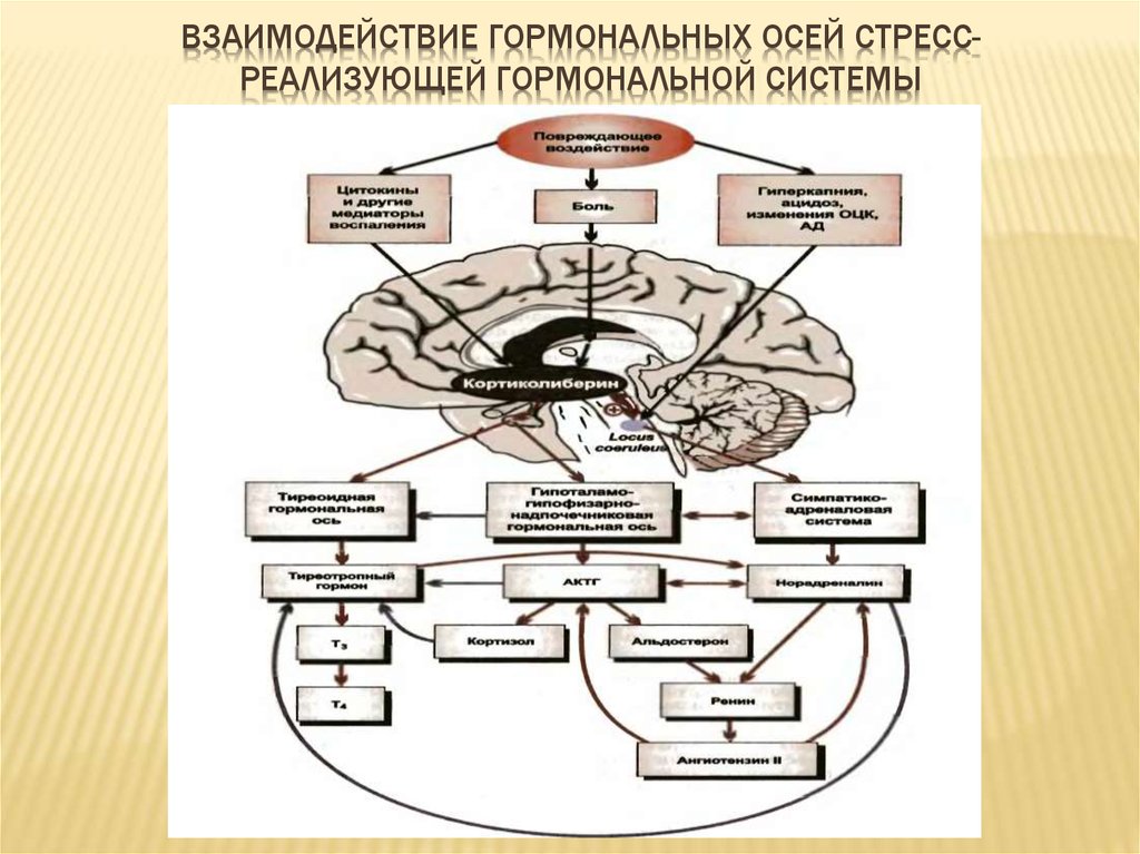 Схема патогенеза стресса