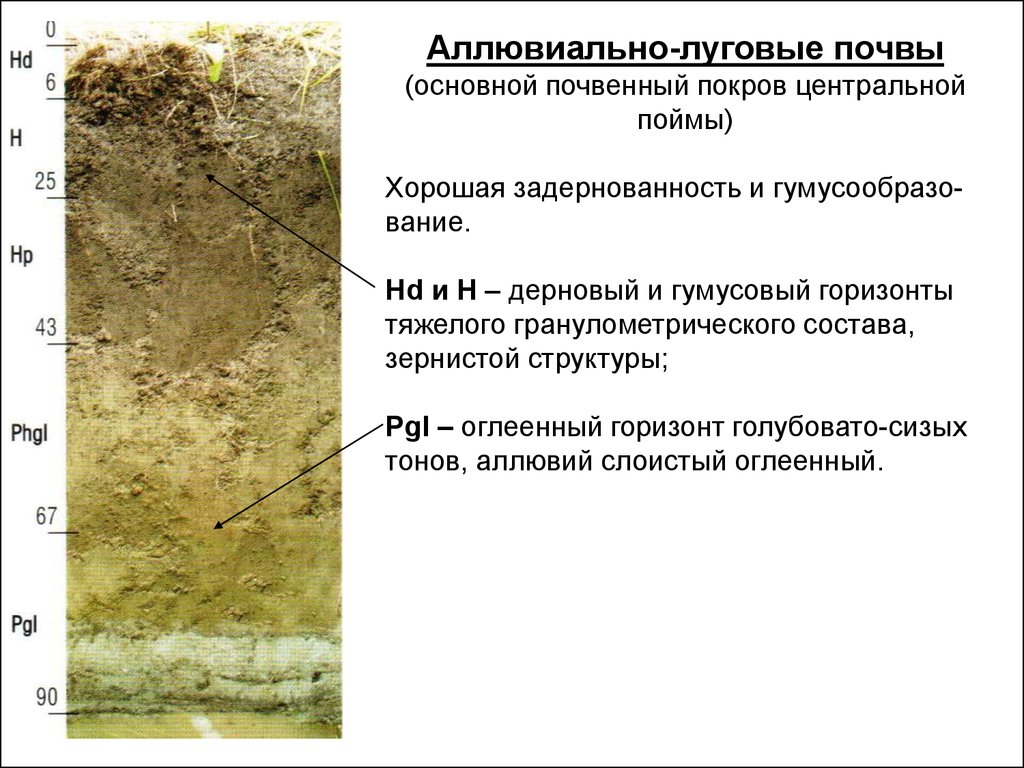 Луговая почва. Аллювиально-луговые почвы. Аллювиальные болотные почвы профиль. Почвенный профиль аллювиальных луговых почв. Аллювиальные луговые - болотные почвы.