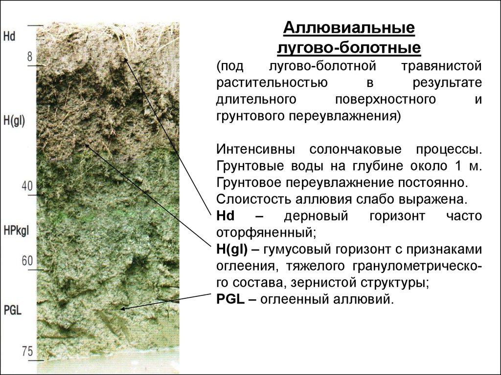 Болотная почва. Аллювиальные лугово-болотные почвы. Аллювиальные болотные почвы профиль. Лугово-болотные почвы профиль. Аллювиальные торфяно-глеевые почвы.