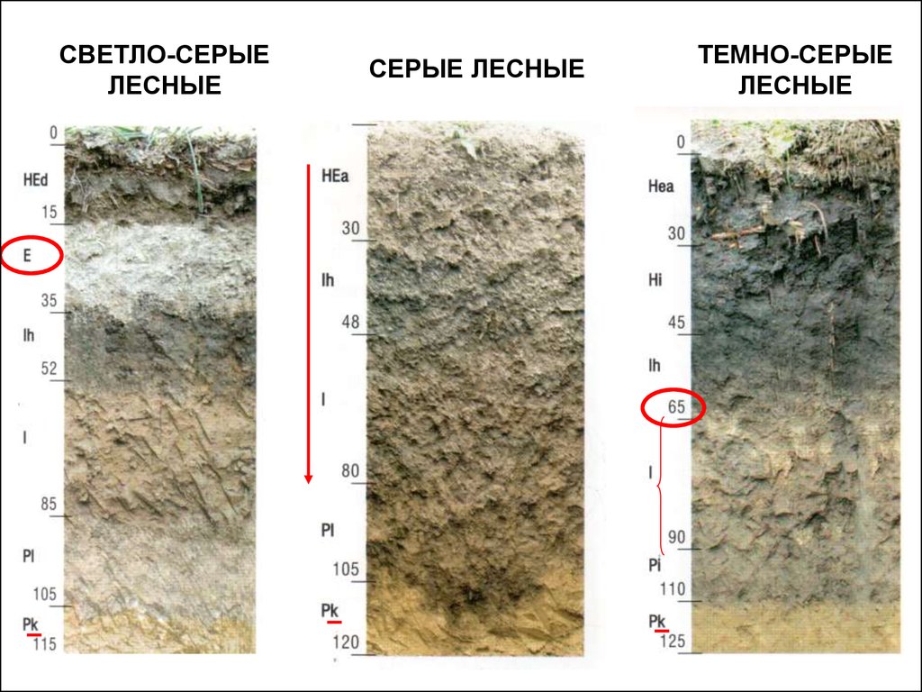 Какая лесная почва. Почвенный профиль серых лесных почв. Темно серые Лесные почвы профиль. Почвенный разрез серой Лесной почвы. Серые Лесные (темно-серые Лесные).