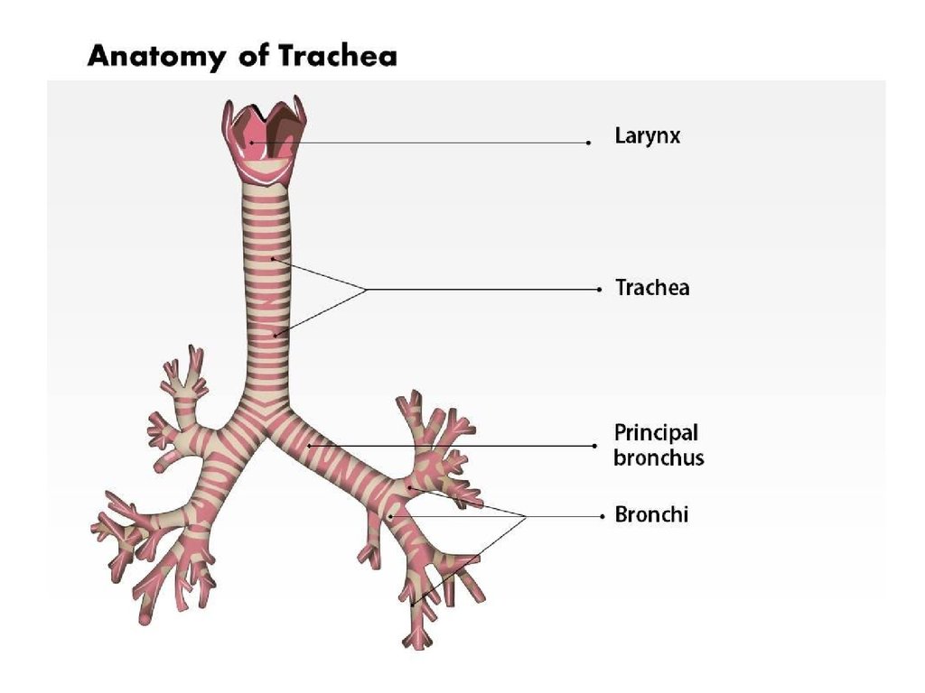 Бронхи на латыни. Trachea анатомия. Дыхательная система трахея анатомия человека. Трахея анатомия строение. Трахея и бронхи.