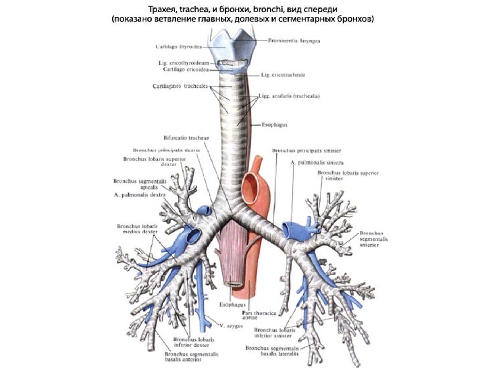 Пищевод бронхи. Строение трахеи и бронхов схема. Трахея атлас. Дыхательная система человека трахея. Анатомический атлас: строение трахеи.