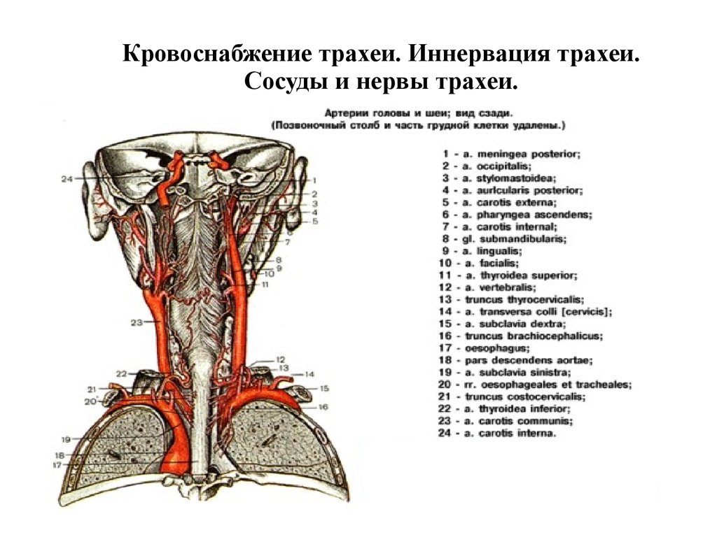 Нерв глотки. Кровоснабжение трахеи. Топография трахеи кровоснабжение. Шейная часть трахеи топографическая анатомия. Иннервация щитовидной железы схема.