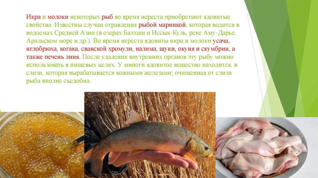 Икру каких рыб едят. Пищевое отравление рыбой. Отравление ядовитыми рыбами. Рыбы вызывающие отравление. Виды ядовитых рыб.