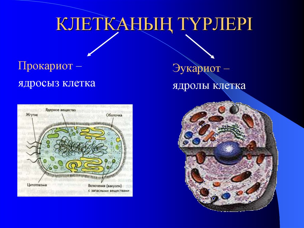 Оформленное ядро прокариоты. Прокариотическая клетка. Клетка эукариот. Прокариоты и эукариоты. Бактерии эукариоты.