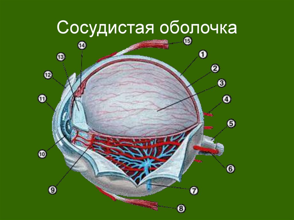 Часть сосудистой оболочки глазного яблока. Сосудистая оболочка глаза строение анатомия. Сосудистая оболочка глазного яблока. Сосудистая оболочка глаза хориоидея. Кровоснабжение сосудистой оболочки глаза.