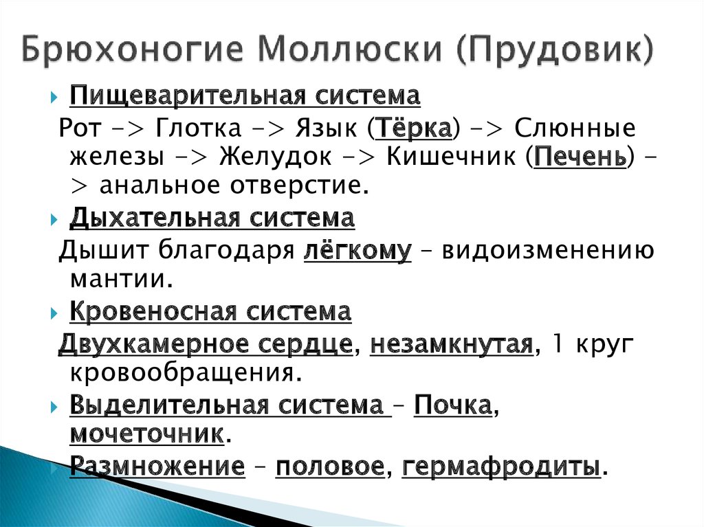 Брюхоногие Моллюски (Прудовик)