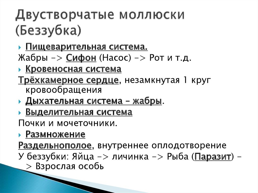 Двустворчатые моллюски (Беззубка)