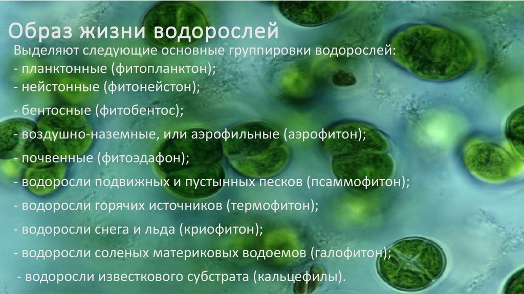 Какое значение бурых водорослей в жизни. Ламинария образ жизни. Факты о водорослях. Интересные факты о водорослях. Интересная информация о водорослях.