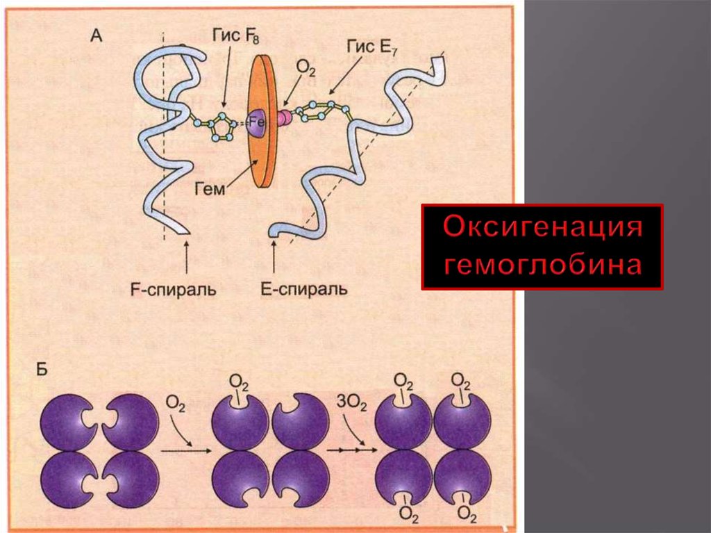 Какое соединение молекулы гемоглобина с кислородом. Процесс оксигенации гемоглобина. Оксигенация гемоглобина биохимия. Оксигенация крови это физиология. График оксигенации гемоглобина биохимия.
