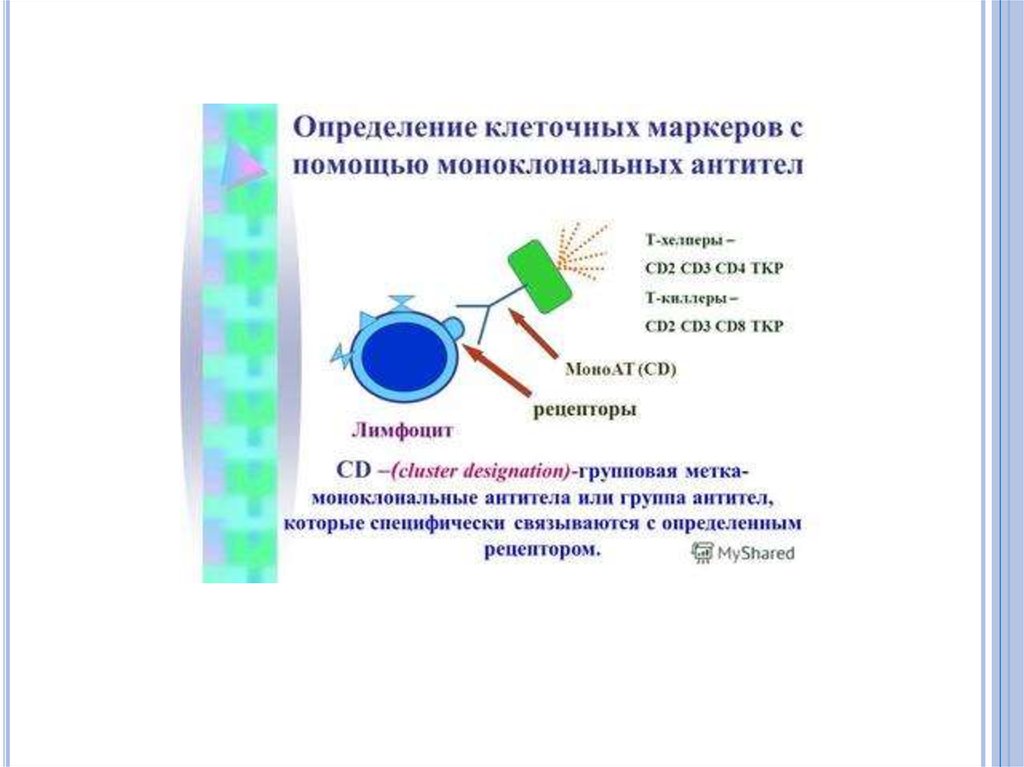 Дать определение клетки. Иммунологические методы диагностики инфекционных заболеваний. Иммунологический мониторинг инфекционных заболеваний.. Аллергологический метод диагностики инфекционных заболеваний. Диагностические методы основанные на моноклональных антителах.