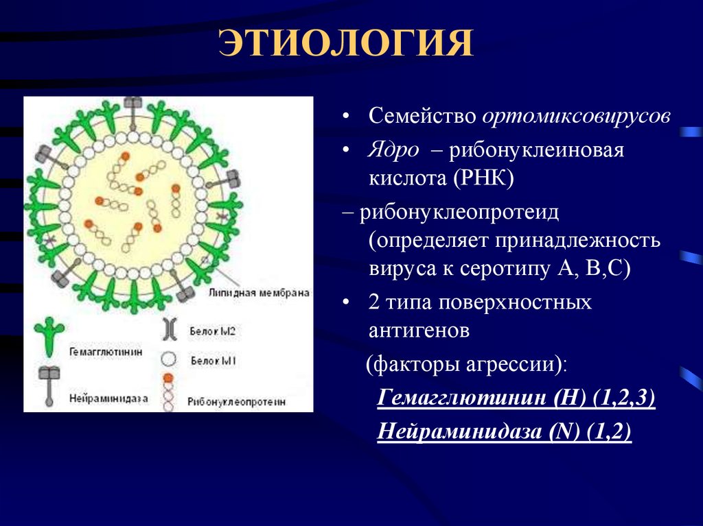 К какой инфекции относится грипп