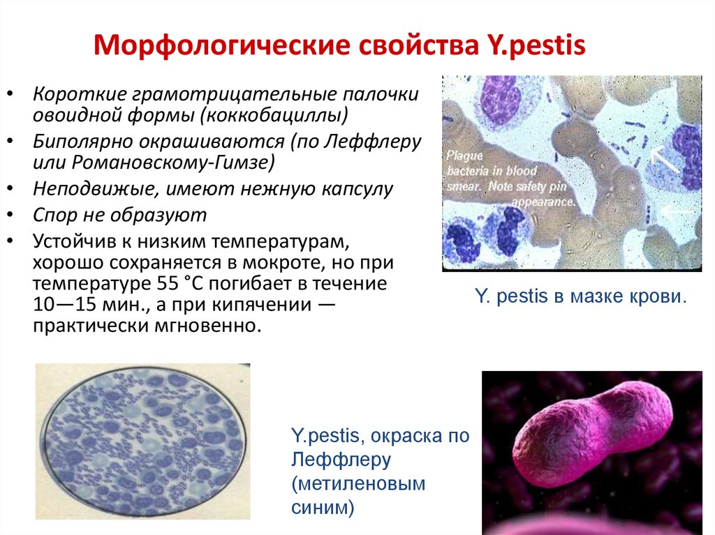 Морфологические свойства Y.pestis