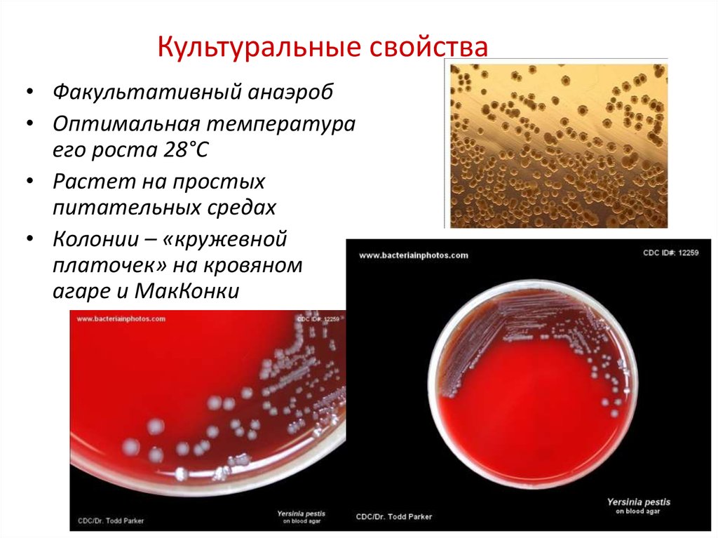 Кровяной агар состав