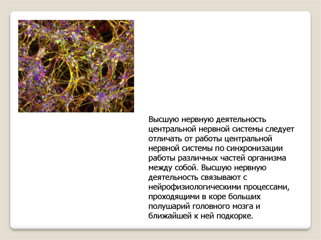 Высшая нервная деятельность фото