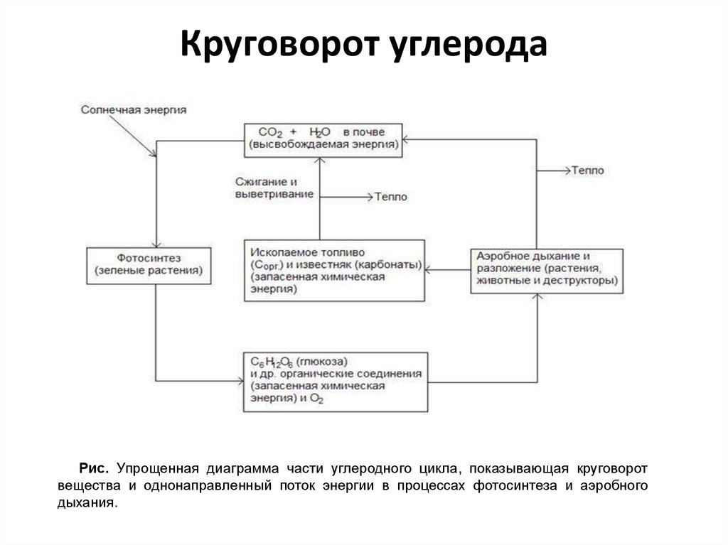 Составьте пояснительный текст к схеме с описанием круговорота углерода