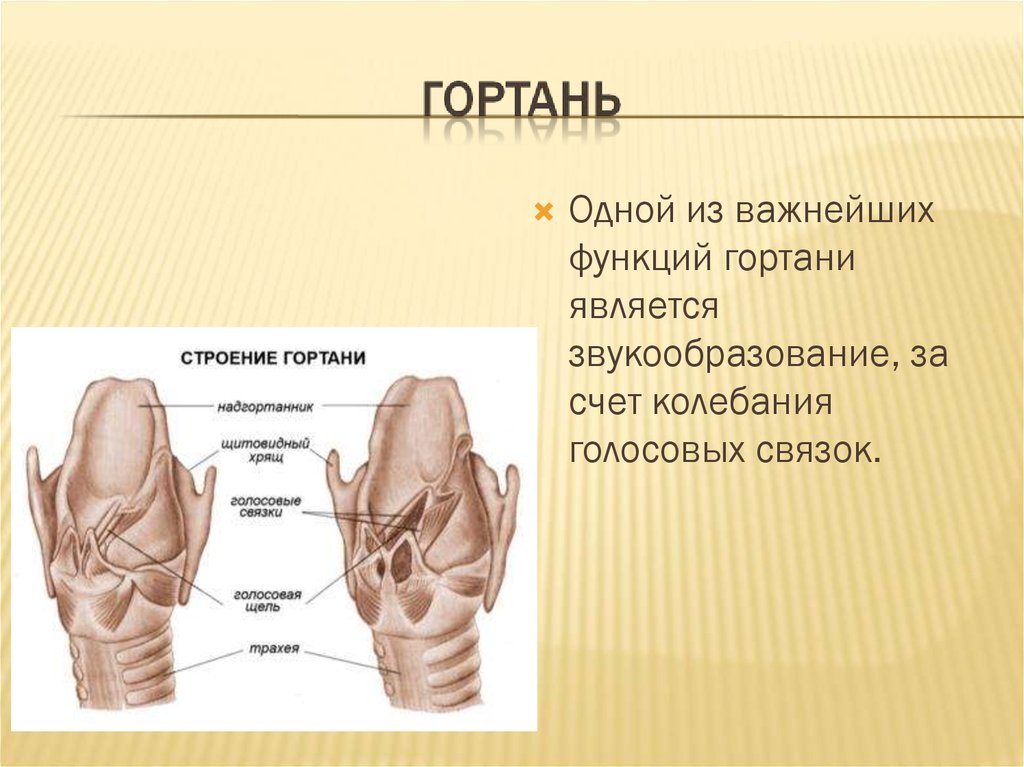 Функции гортани. Гортань положение строение функции. Функции гортани 8 класс. Функции гортани анатомия. Гортань строение и функции.