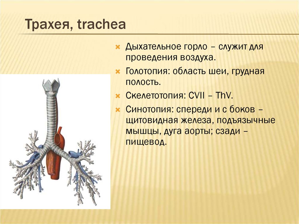 Трахея относительно пищевода. Трахея сбоку. Скелетотопия трахеи. Трахея синтопия голотопия. Бронхи голотопия скелетотопия синтопия.