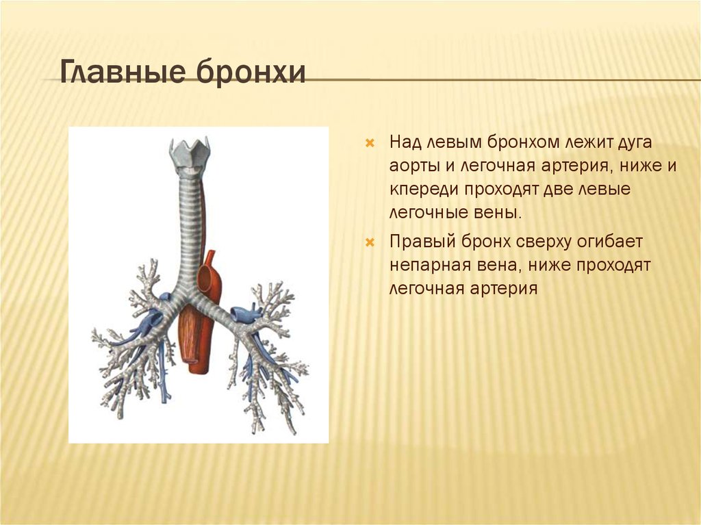 Бронхи. Левый главный бронх. Дуга аорты и бронхи. Главные бронхи. Бронхи правый и левый.