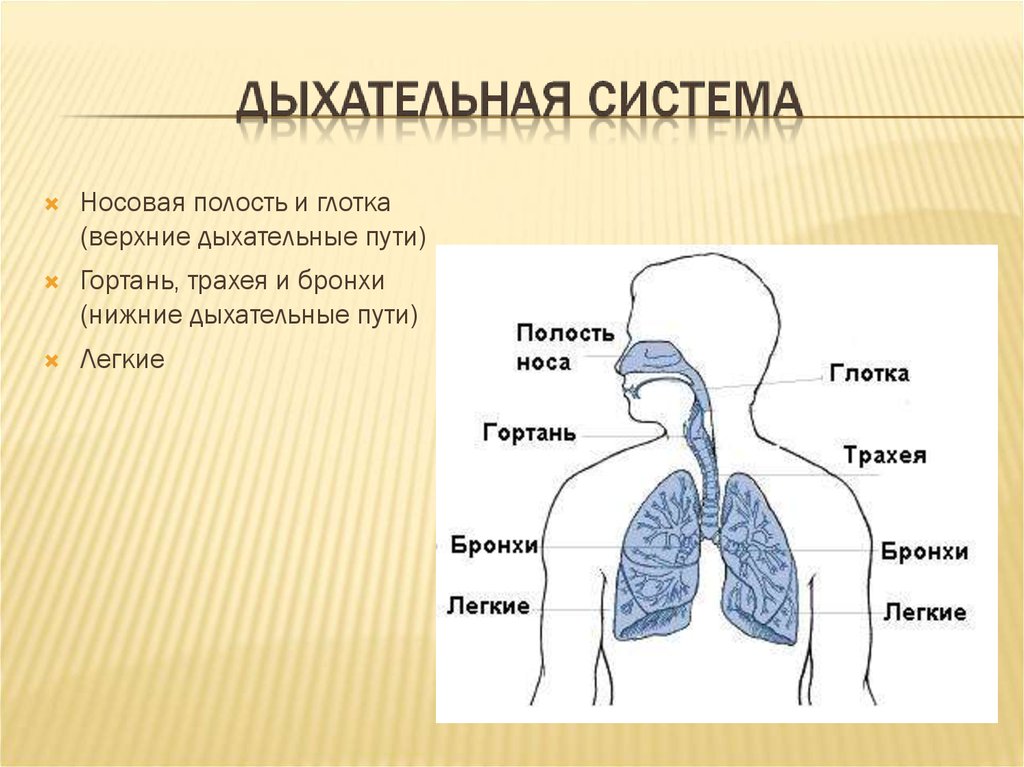 Верхние дыхательные пути это. Верхние органы дыхания человека. Верхние легкие дыхательные пути. Органы дыхания Верхние дыхательные пути. Нижние органы дыхания.