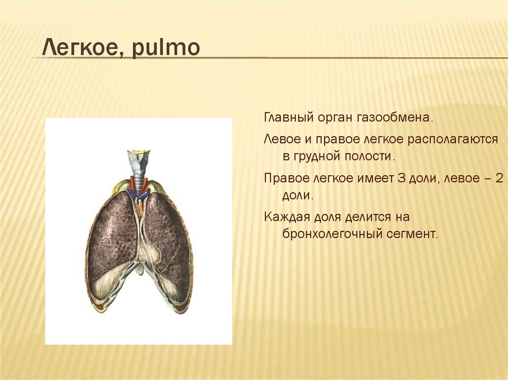 Первое легкое имеет