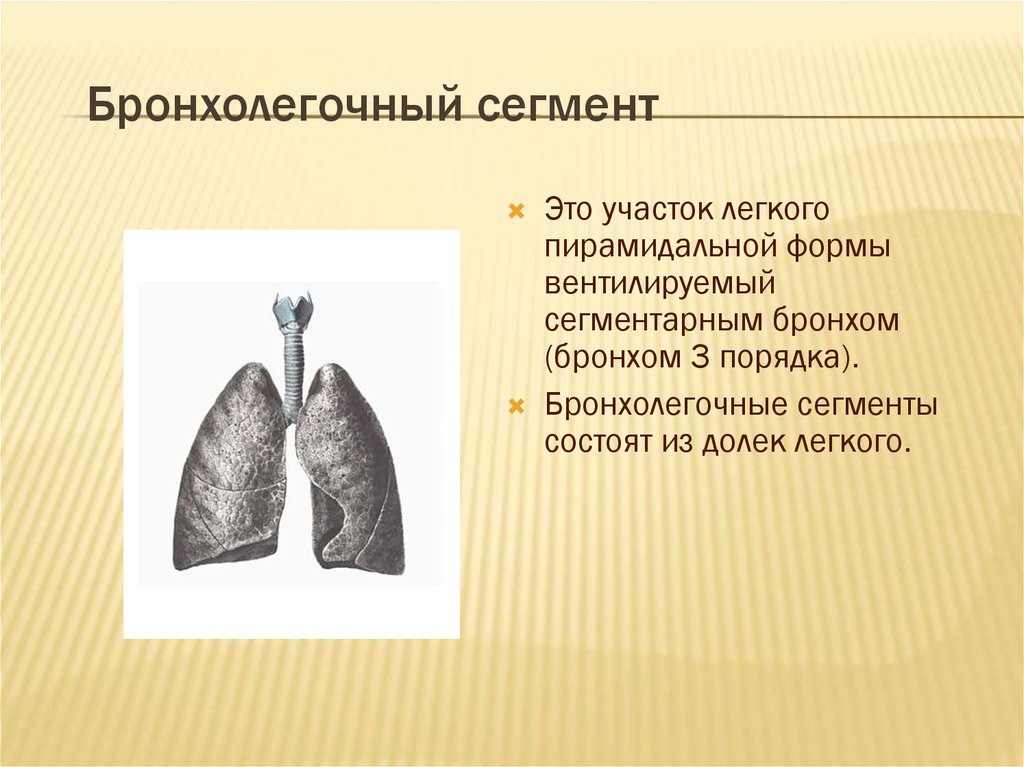 Участки легкого. Бронхолегочные сегменты. Форма бронхолегочного сегмента. Верхушечный бронхолегочный сегмент. Легкое бронхолегочный сегмент.