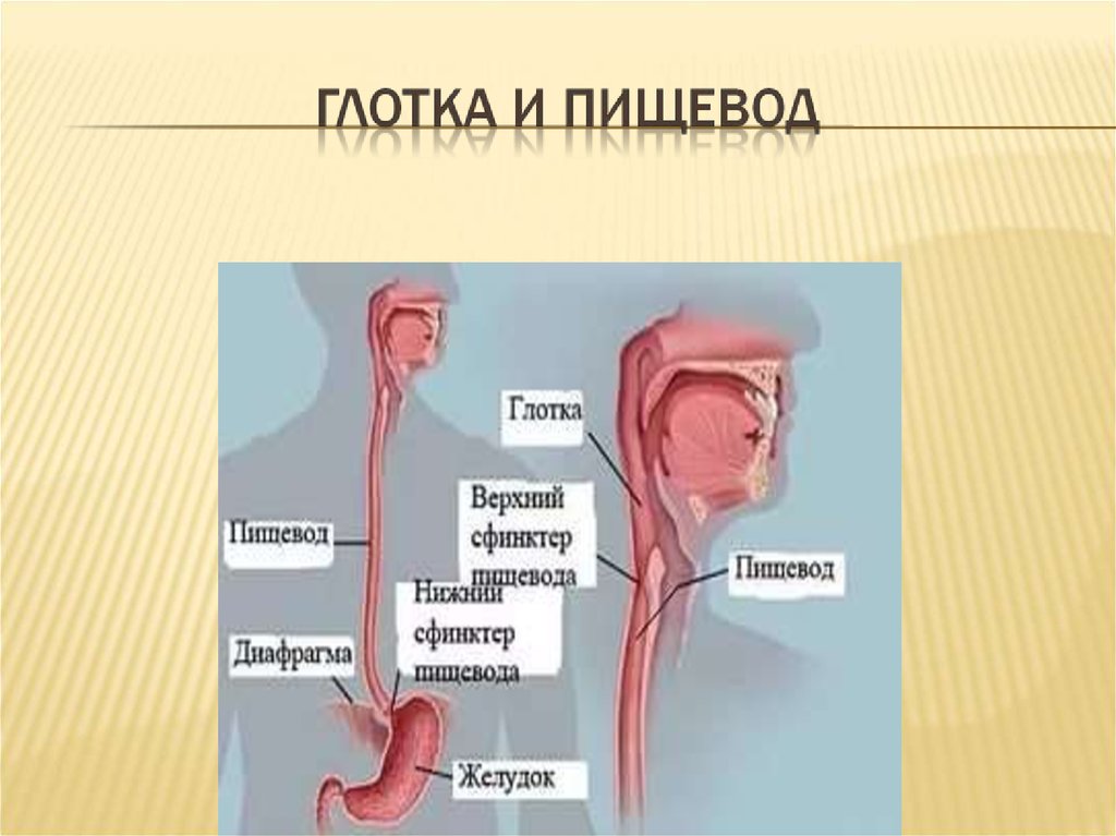 Глотка пищевод функции. Глотка пищевод желудок схема. Строение гортани и пищевода. Анатомия глотки и пищевода человека.