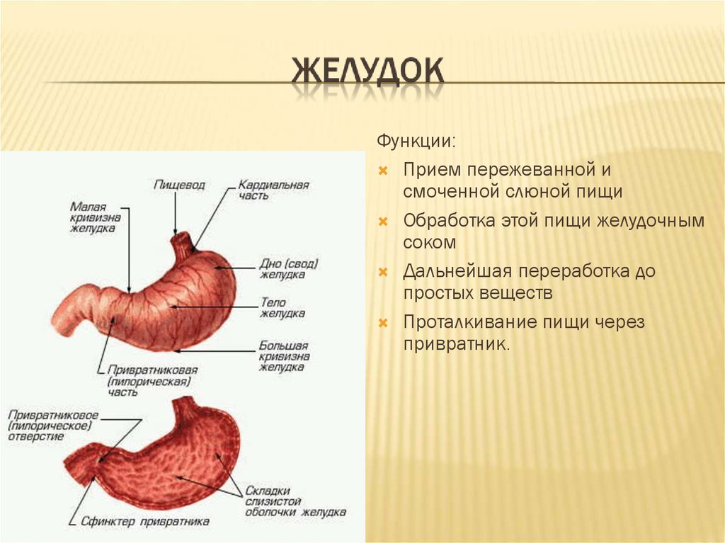Нижняя часть желудка. Малая кривизна желудка функция. Поверхности и части желудка.