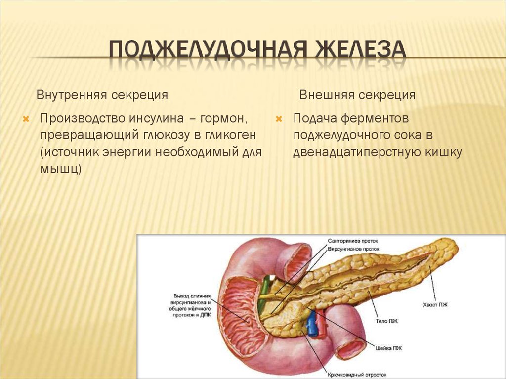 Пищеварительная роль поджелудочной железы. Поджелудочная железа анатомия функции. Секреция поджелудочной железы внутренняя секреция. Внешняя секреция поджелудочной железы. Внешняя и внутренняя секреция поджелудочной железы.