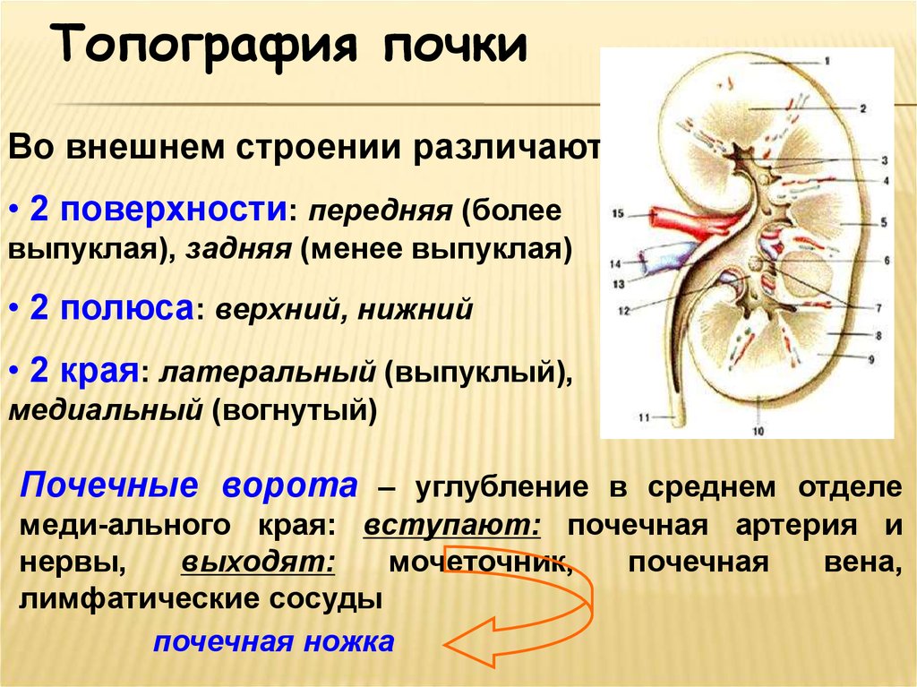 Почка 2. Иннервация почек анатомия. Топография почек вид спереди. Топографическая анатомия почек. Топография почек и мочеточников.