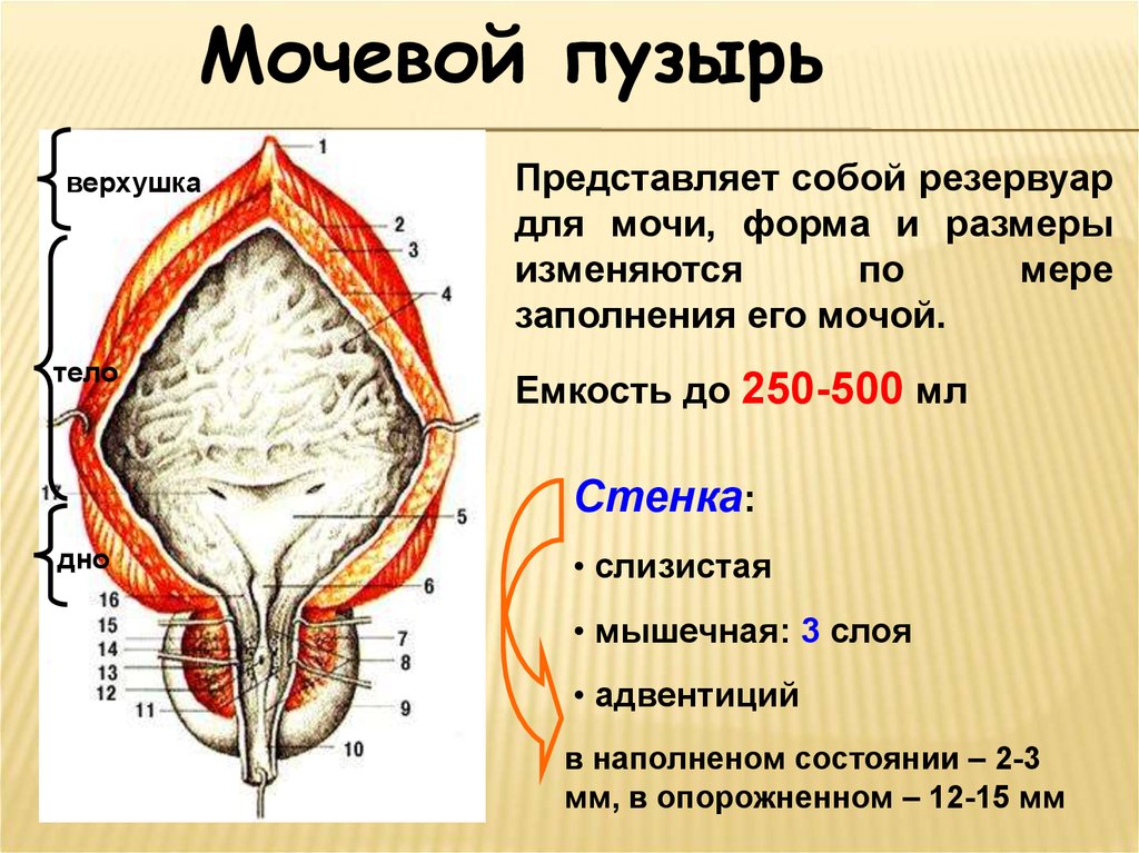 Мочевой на латинском. Части мочевого пузыря анатомия. Наружное строение мочевого пузыря.