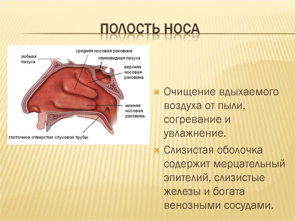 Полость воздуха. Функции полости носа. Ткань носовой полости человека. Носовая полость строение и функции.