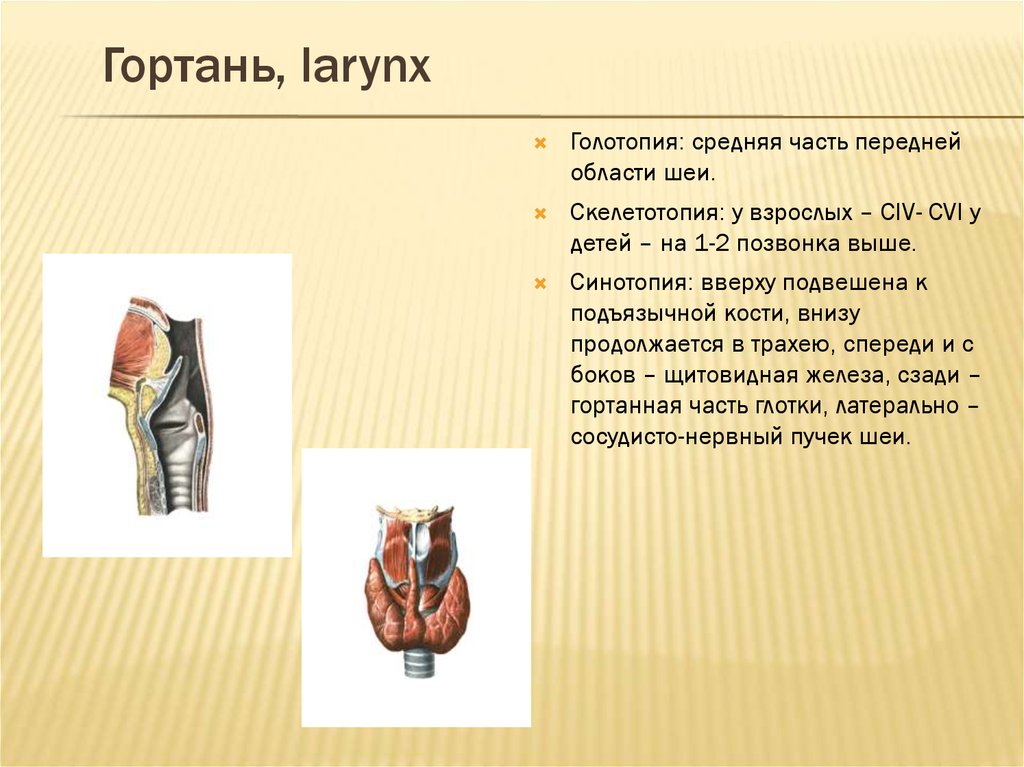 Голотопия. Скелетотопия трахеи. Гортань голотопия скелетотопия.