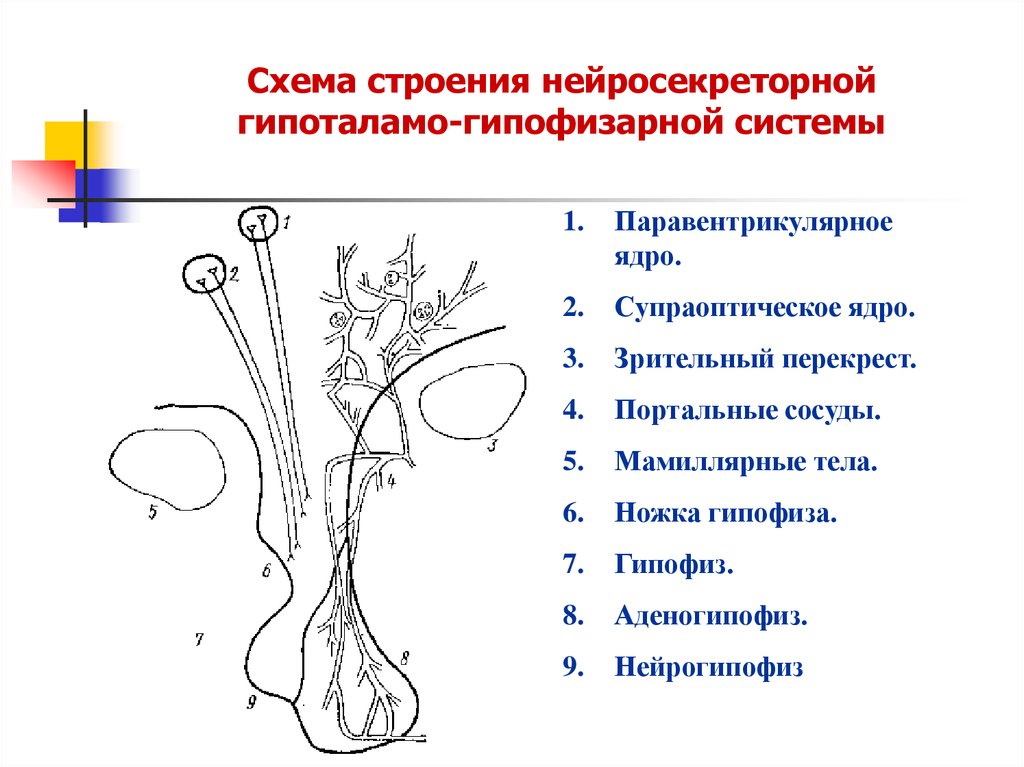 Изображать строение. Гипоталамо гипофизарная система Нейросекреция. Гипоталамо-гипофизарная система схема. Гипоталамо гипофизарная система схема рисунок. Схема строения гипоталамо-гипофизарной нейросекреторной системы.