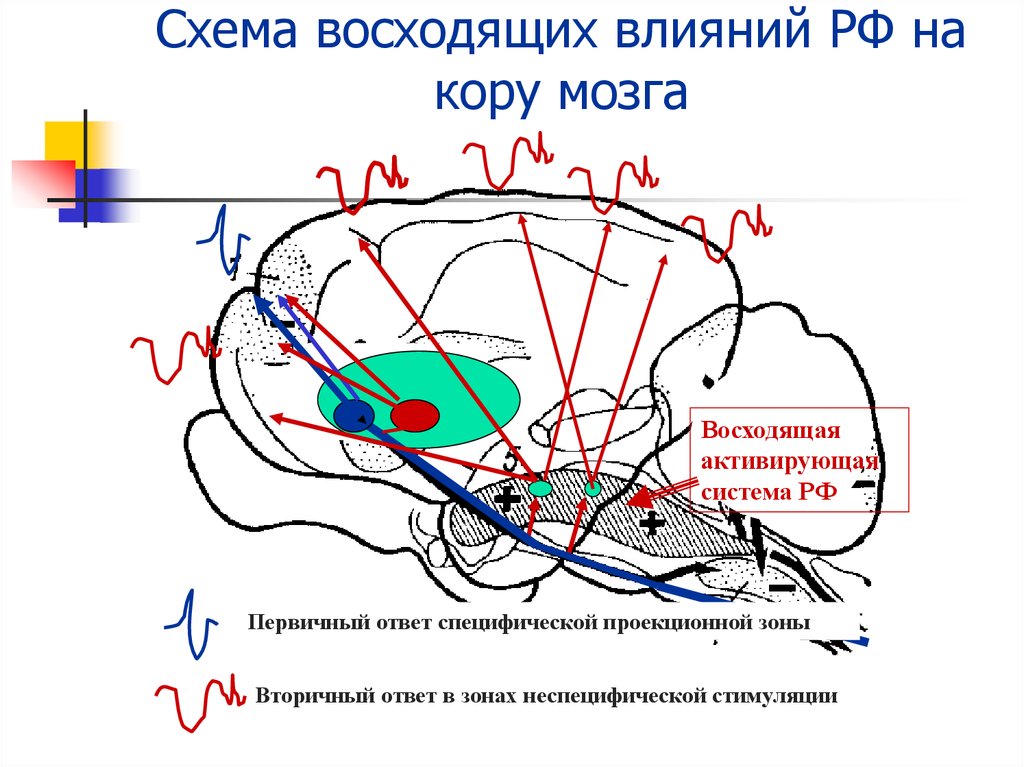 Влияние коры. Схема восходящих влияний РФ на кору мозга. Восходящая ретикулярная активирующая система мозга. Нисходящие влияния коры мозга на РФ.. Восходящая активирующая система мозгового ствола.