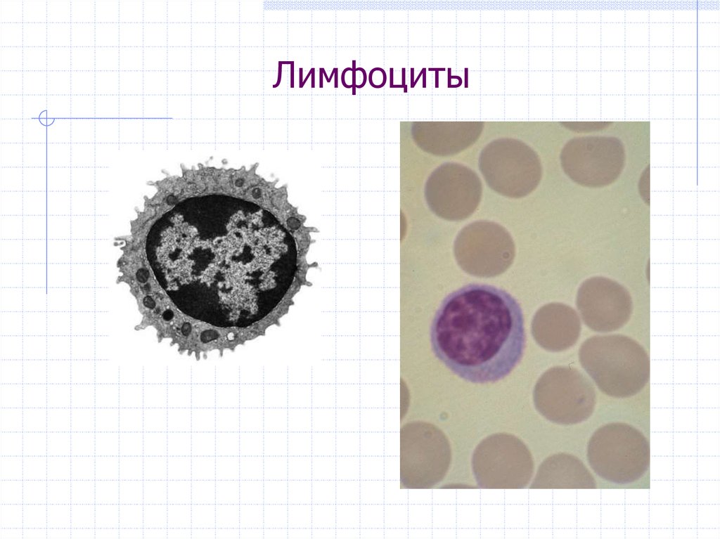 Лимфоциты структура. Т лимфоциты под микроскопом. Т-лимфоциты рисунок. Лимфоцит рисунок. Лимфоциты человека.