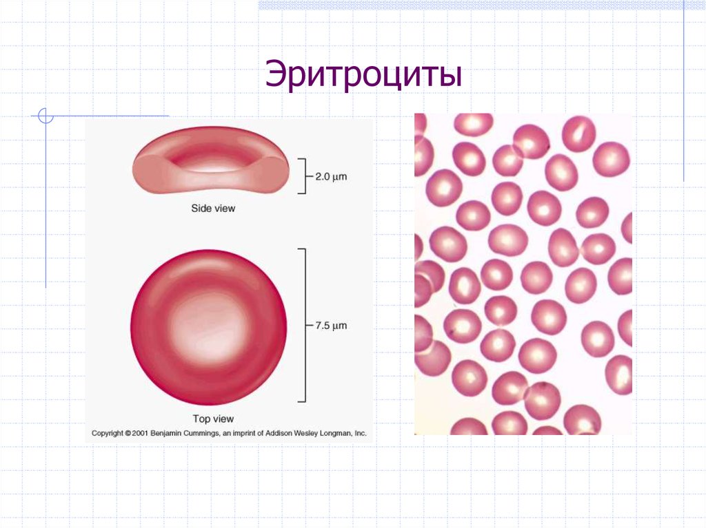 Презентация эритроциты анатомия