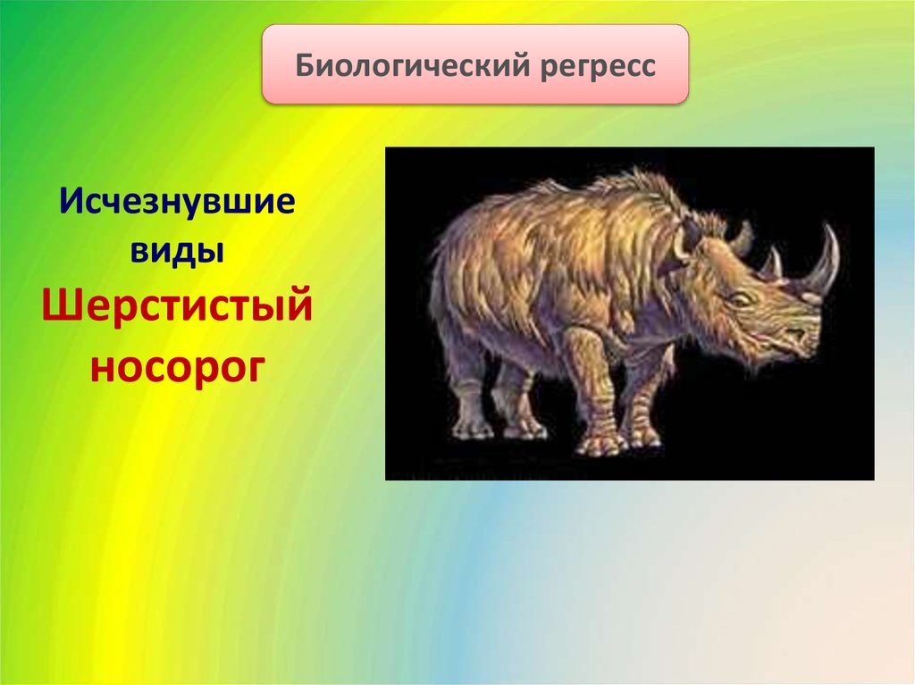 Регресс 3 примера. Биологический регресс. Биологический регресс примеры. Шерстистый носорог презентация. Регресс видов животных.