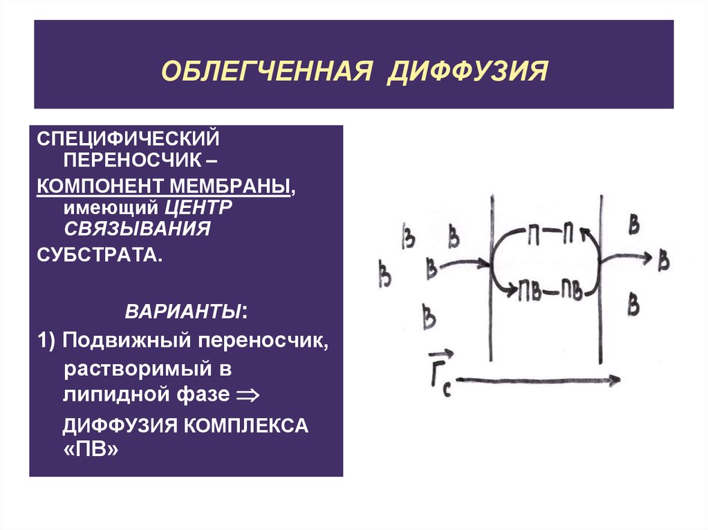 Облегченная диффузия. Облегченная диффузия подвижные и фиксированные переносчики. Облегченная диффузия с подвижным переносчиком. Облегченная диффузия схема. Подвижные переносчики.