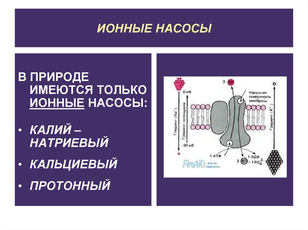 Ионная природа. Ионные насосы физиология. Ионные насосы клеточной мембраны. Ионные насосы мембран физиология. Ионные насосы АТФАЗЫ.