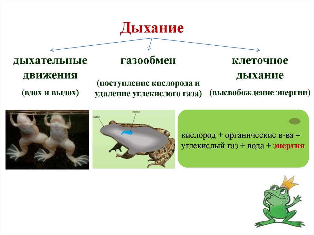 Дыхание транспорт веществ