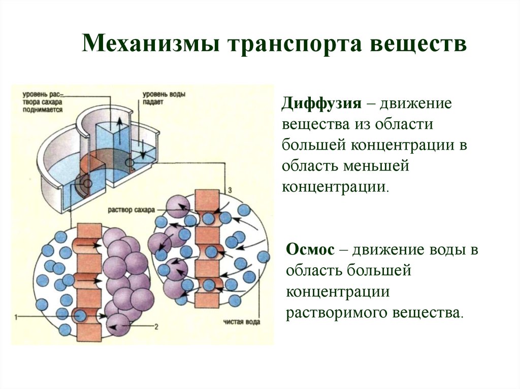 Жизнедеятельность организмов транспорт веществ в организме. Транспорт питательных веществ у животных. Транспорт веществ это в биологии. Транспорт веществ у растений. Транспорт питательных веществ схема.